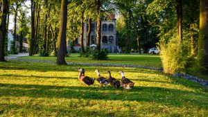 dzienny widok budynku willi